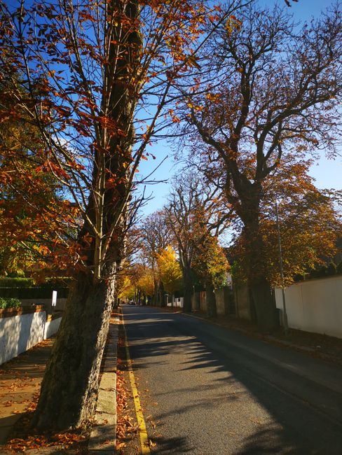 A quiet residential street during daytime with a clear blue sky overhead, lined with tall deciduous trees whose branches extend over the road. The trees have autumn foliage, with some leaves in shades of orange and brown, and fallen leaves scattered along the pavement. On the left side, a white brick wall runs parallel to the road, partly obscured by the trees, while on the right, a high white fence borders private properties. The road appears narrow and gently curves in the distance. Shadows of the trees cast patterns on the asphalt surface, which is free of traffic. This tranquil scene exemplifies a typical house removal environment where careful planning and logistics are required to access properties encased by park-like greenery, supporting professional relocation services such as those provided by Man With a Van Clapham. The image captures the peaceful urban landscape conducive to home relocations involving narrow roads and park access, as described in the Clapham Common removals for narrow roads and park access, CLAPHAM page.
