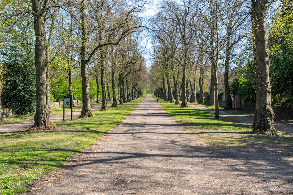 A residential street in Clapham with a narrow, tree-lined road and terraced brick houses set back from the pavement. Visible are several multi-story buildings with light-colored brick facades, chimneys, and large windows, some with decorative arches. The street is partly shaded by lush green trees on both sides, with vibrant foliage and well-maintained shrubs and hedges along the front gardens. A tall streetlamp stands centrally, and the sky overhead is clear and blue. The scene captures a peaceful urban environment suitable for house removals, with no vehicles or moving equipment in sight, indicating a quiet period during a home relocation process. Man With a Van Clapham may provide services handling furniture transport and packing within such residential areas, ensuring careful and organized home moves amid narrow roads and park access points.
